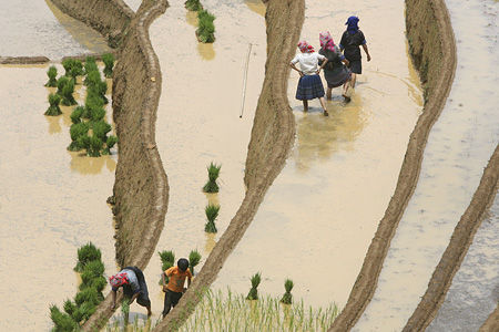 Mountainous farmers start new crop on terraced fields